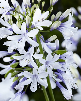 AGAPANTHUS Twister